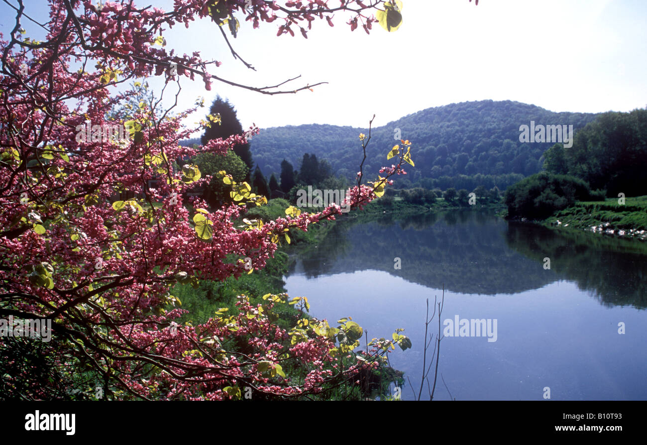 Tintern on the River Wye in springtime Stock Photo - Alamy
