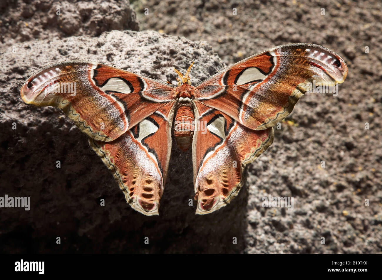 Giant Moth Tropical Butterfly House Otago Museum Dunedin South Island