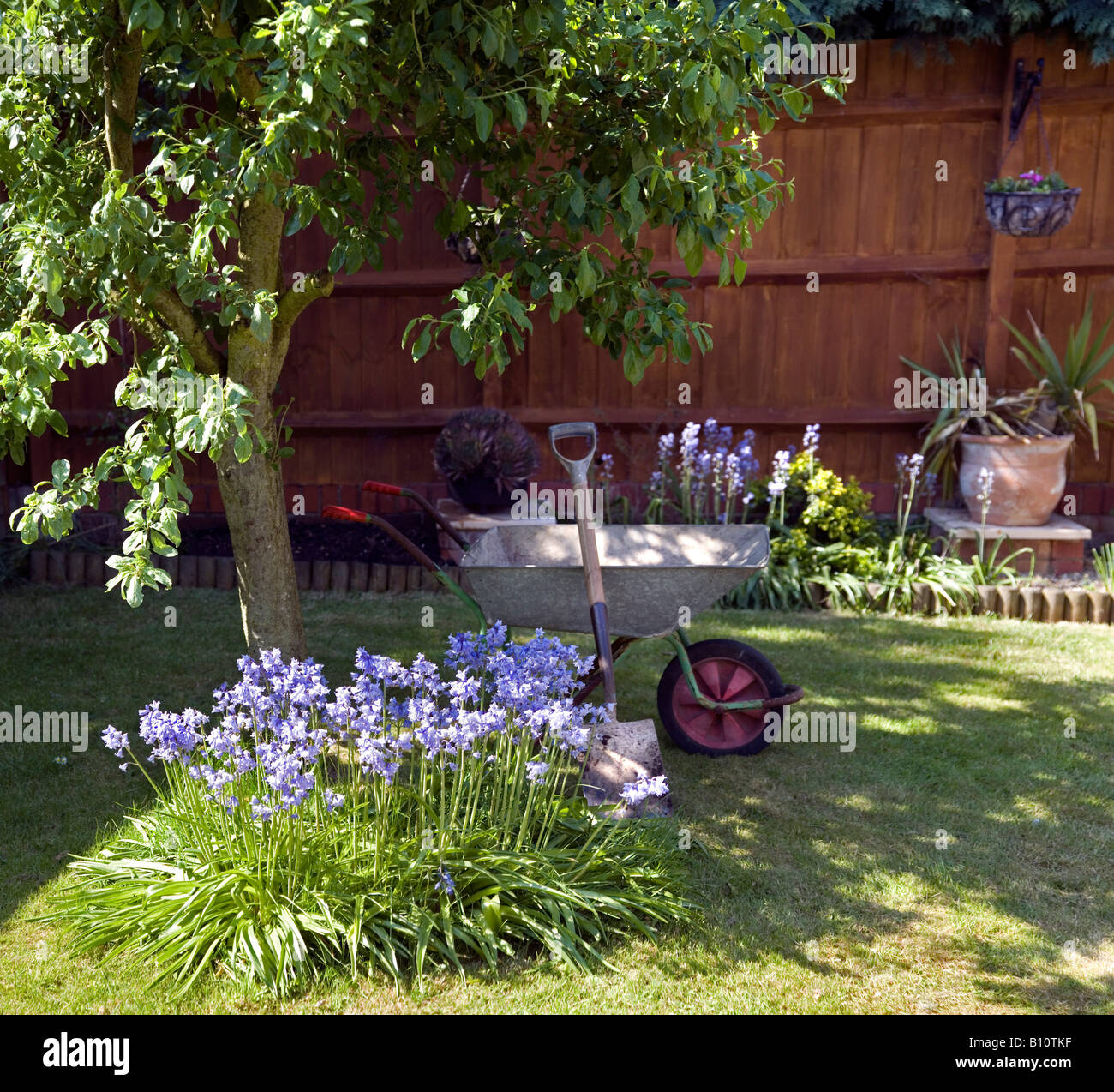 Part Of A Garden In Spring With A Plum Tree Spanish Bluebells And