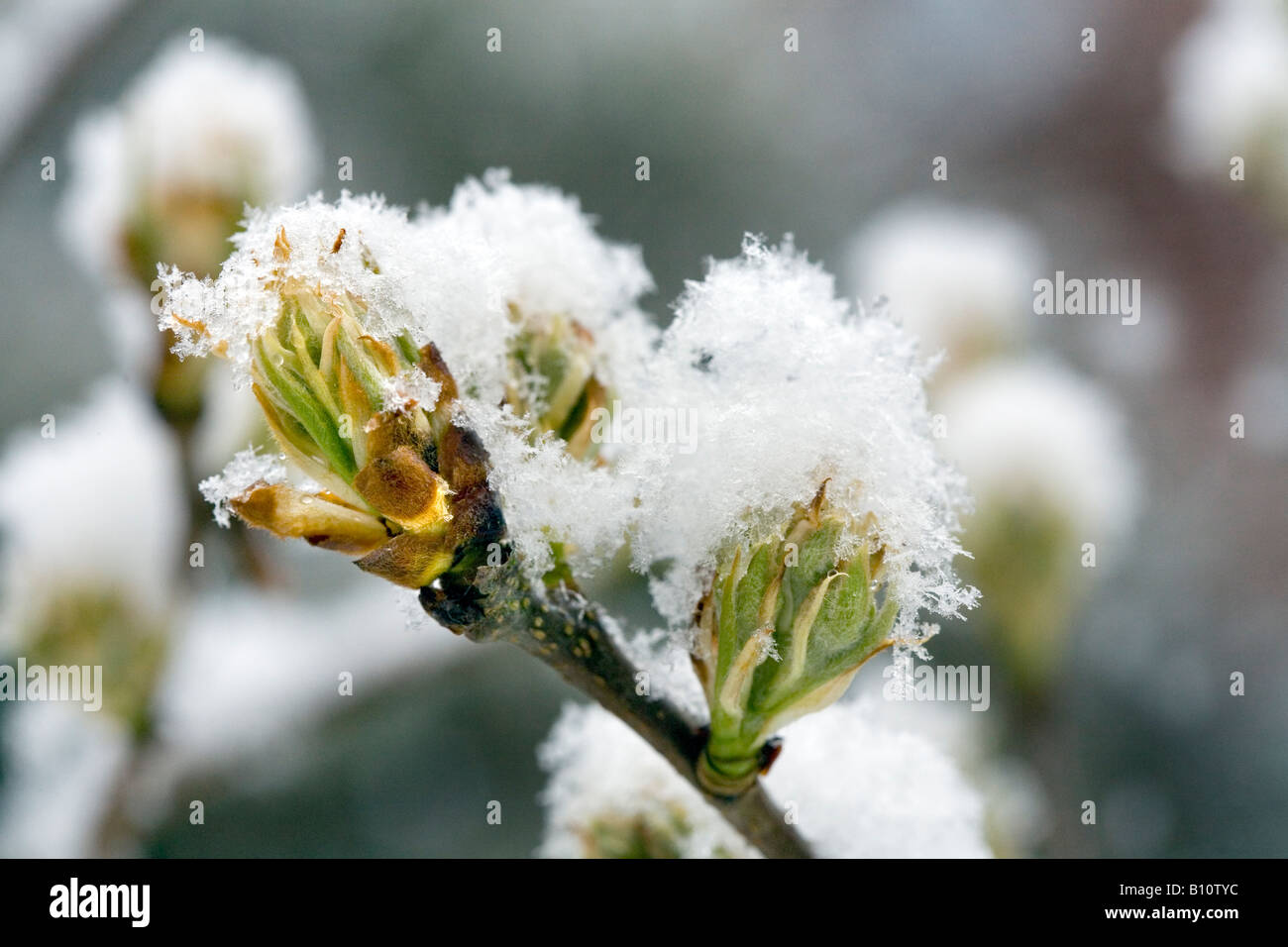 CLOSE UP OF THE BUDS OPENING ON A YOUNG PEAR TREE PYRUS COMMUNIS CONCORDE PICTURED IN SPRING DURING A SNOW FALL Stock Photo