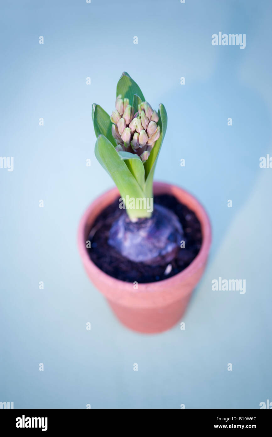 Hyacinth bulb in a terracotta pot Stock Photo