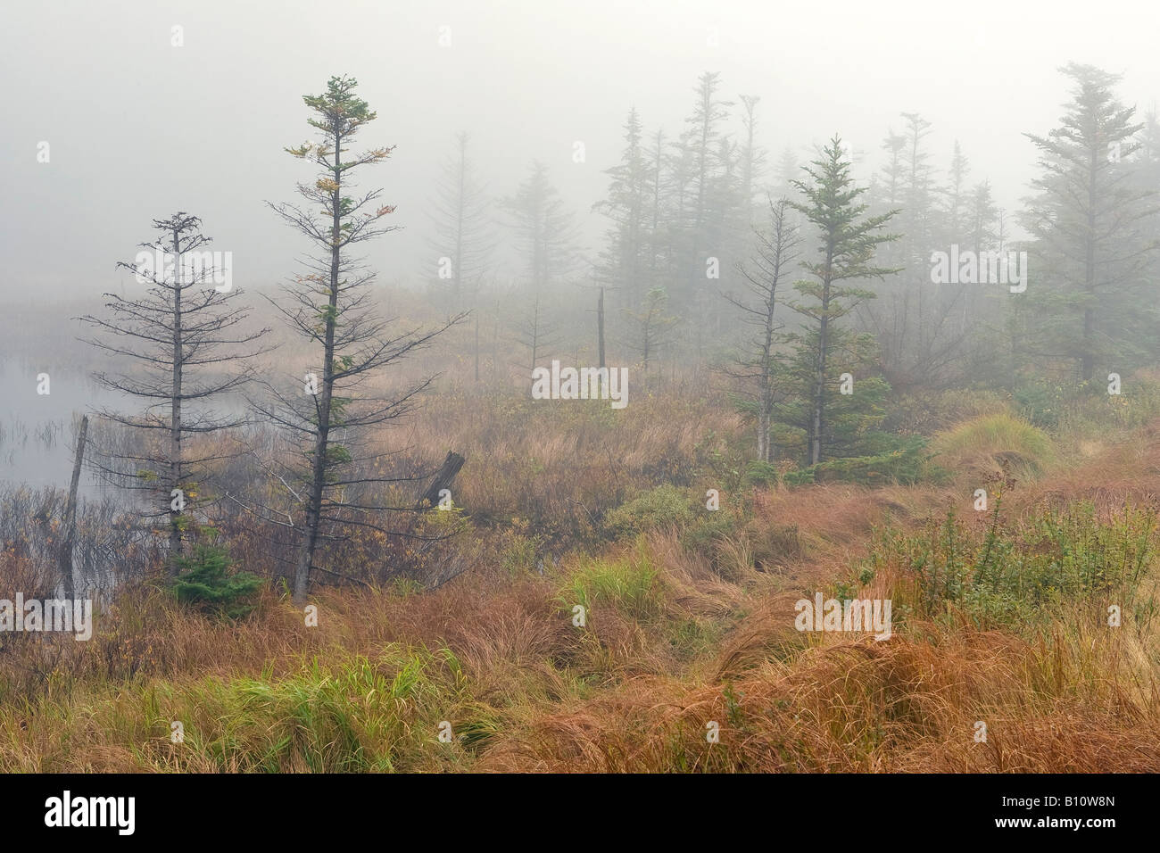 Autumn fog lifts from a northern bog in the white mountains in New Hampshire, USA Stock Photo