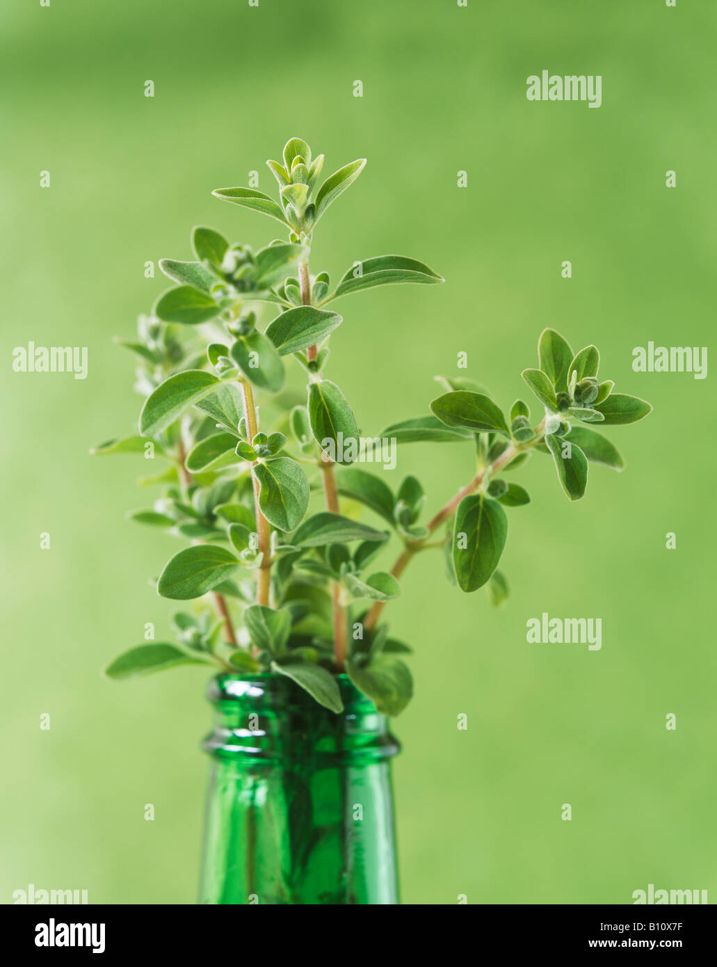 Thyme sprigs in a bottle Stock Photo