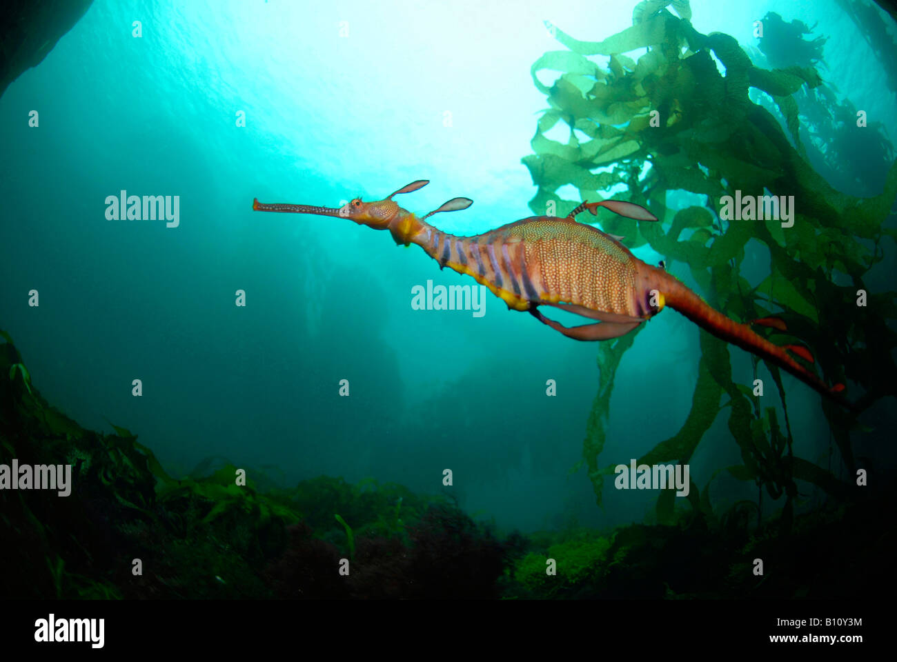 Weedy Sea Dragon Phyllopteryx taeniolatus Tasmania Australia Stock