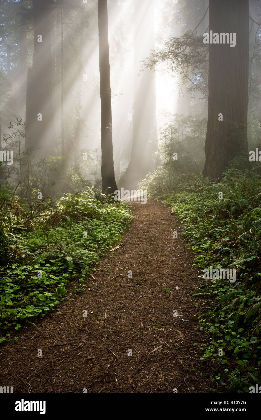 A path leads through the fog and into light in a redwood grove in Redwoods National Park California Stock Photo