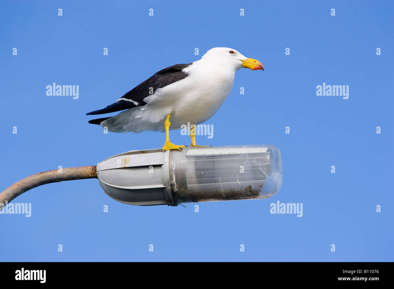 A Pacific Gull (Larus pacificus) perched on a street light. Esperance, Western Australia Stock Photo