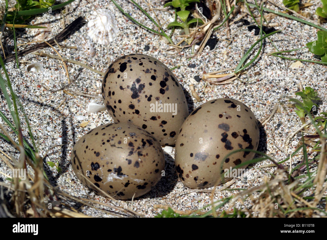 Three Herring Gull eggs lying on a sandy beach Isle of Iona Stock Photo