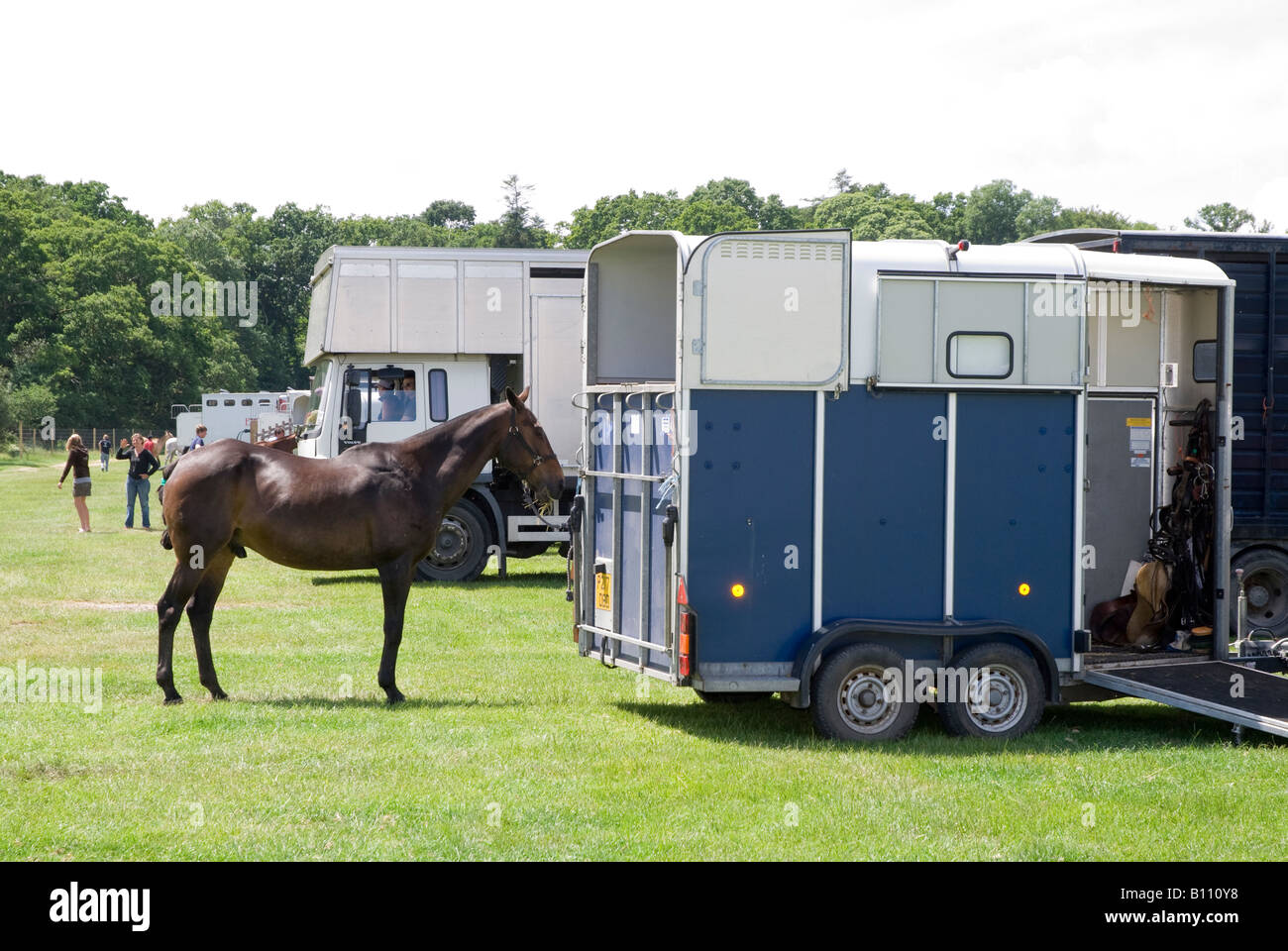 Polo pony tied up behind a horse trailer waiting to be tacked up Stock