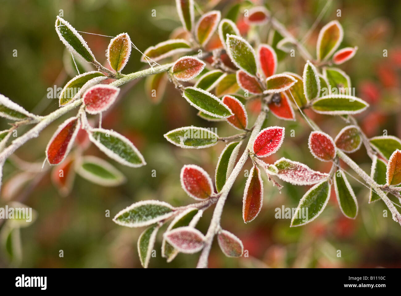 Winter frost edges to cotoneaster franchetii leaves Stock Photo