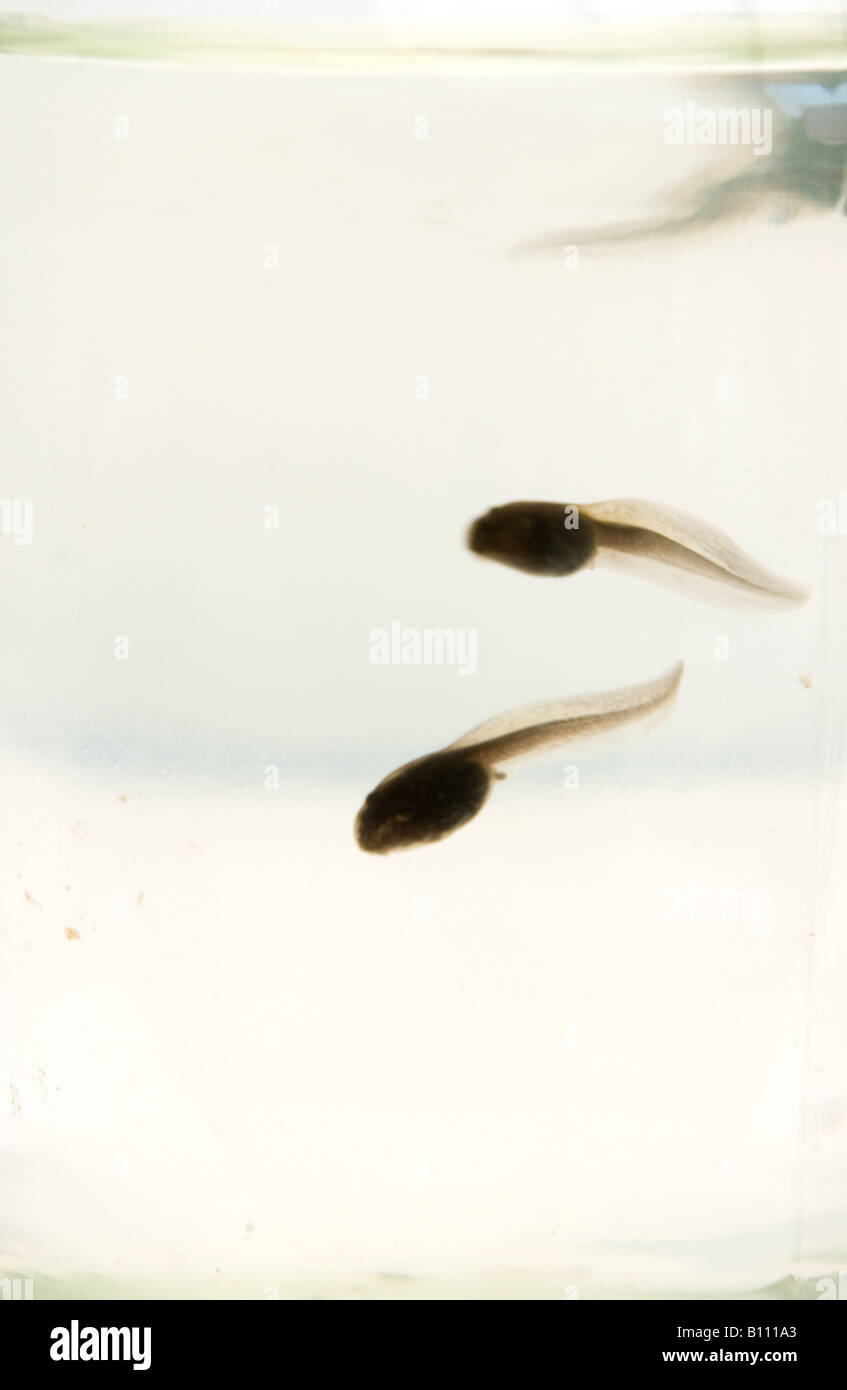 Tadpoles in a jar Stock Photo Alamy