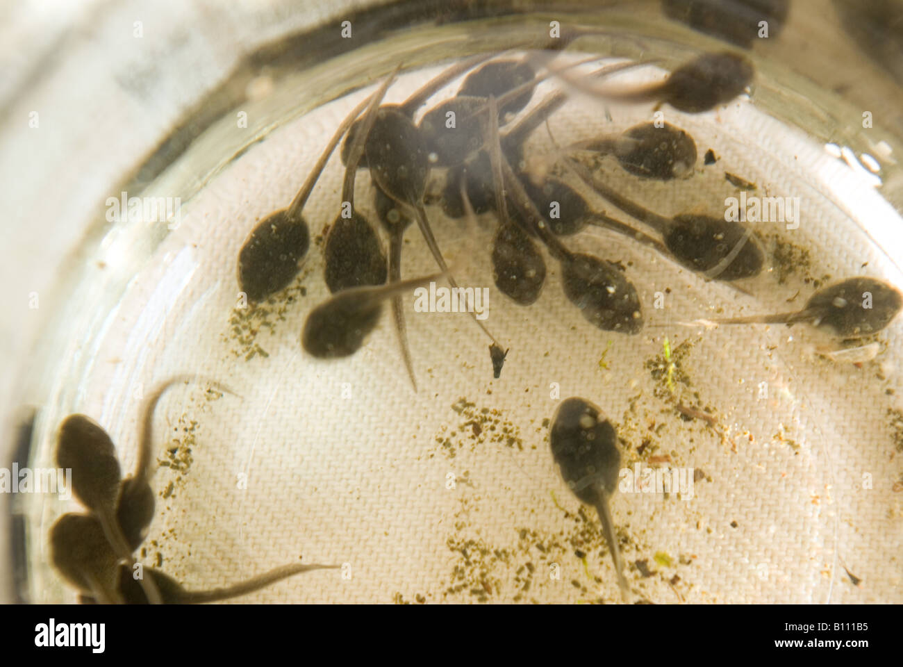 Tadpoles in a jar Stock Photo Alamy