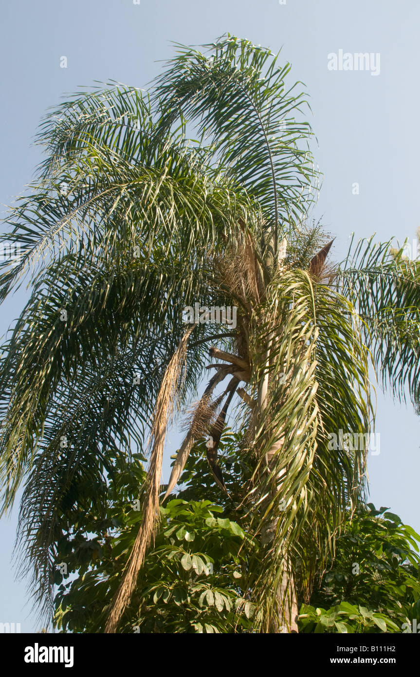princess palm or hurricane palm Dictyosperma album Stock Photo