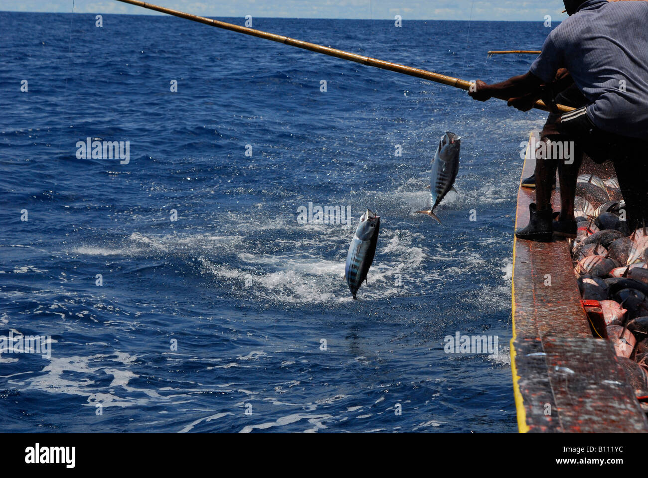 Catching Tunas With Traditional Fishing Rod Indian Ocean Maldives