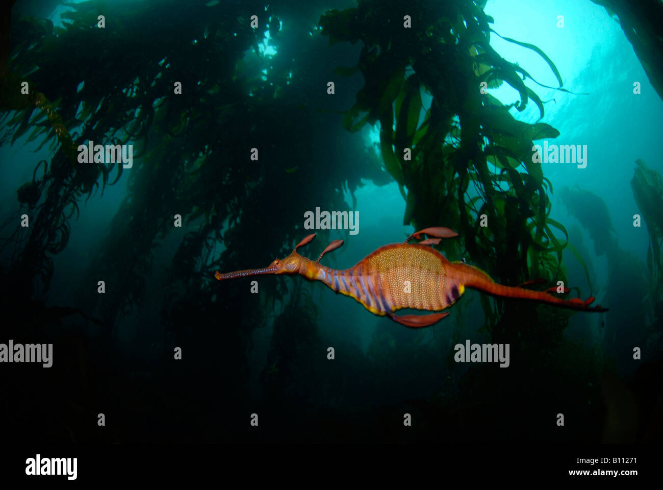 Weedy Sea Dragon Phyllopteryx taeniolatus Tasmania Australia Stock