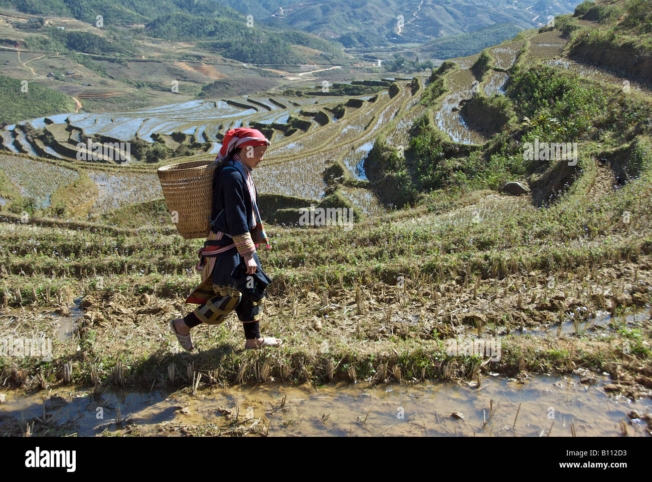 Red Dzao girl carrying basket in rice field Ta Phin near Sapa Northern Vietnam Stock Photo