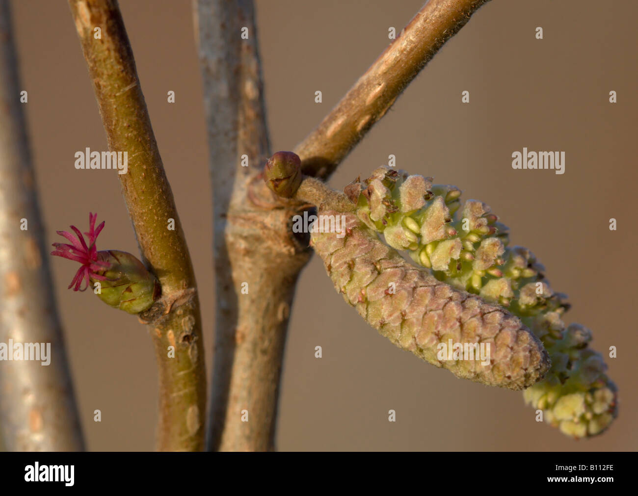 Hazel tree Corylus avellana showing red female flower and male catkin in early spring Stock Photo