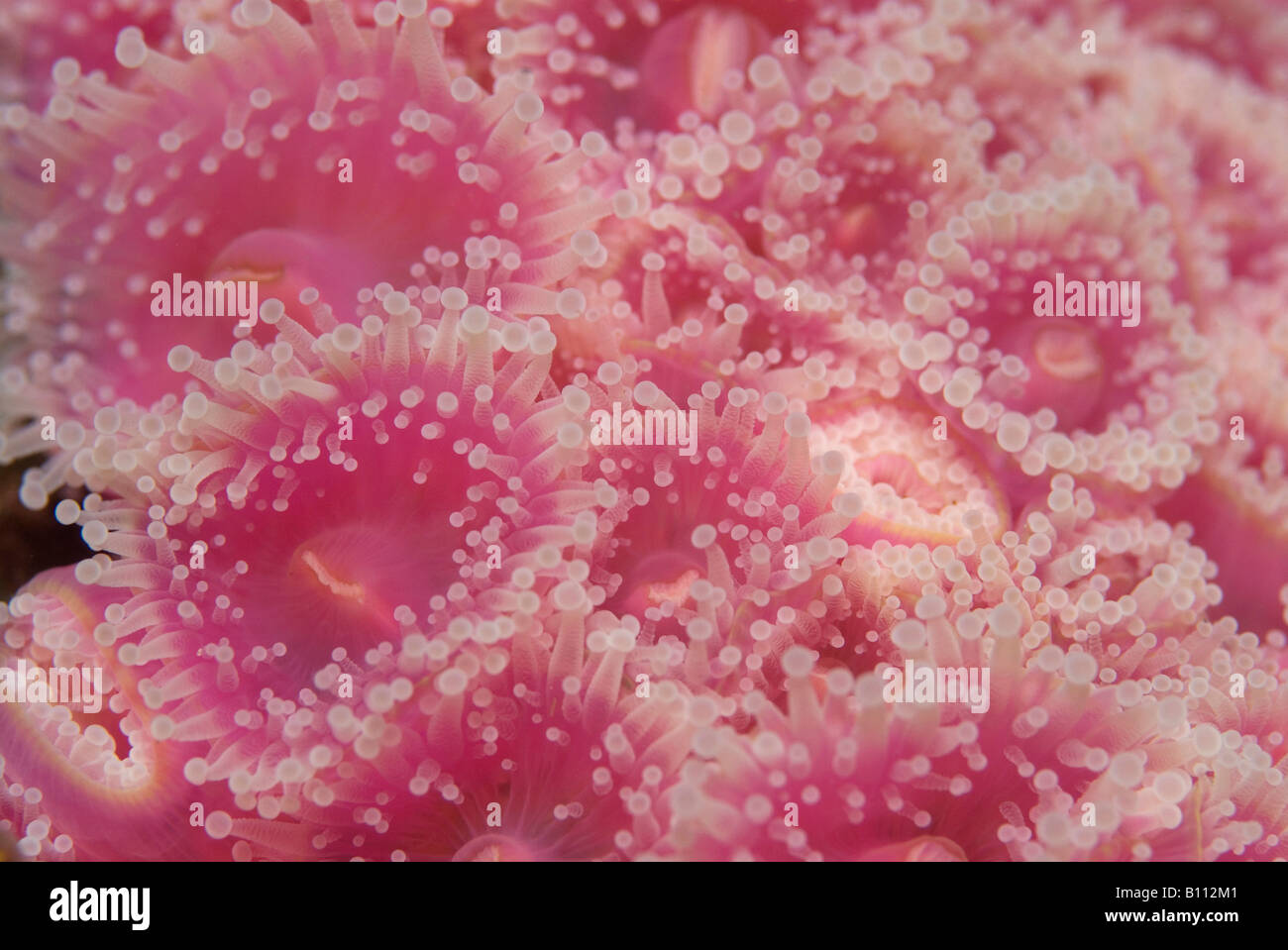 Jewel Anemones Corynactis australis Tasmania Australia Stock Photo - Alamy