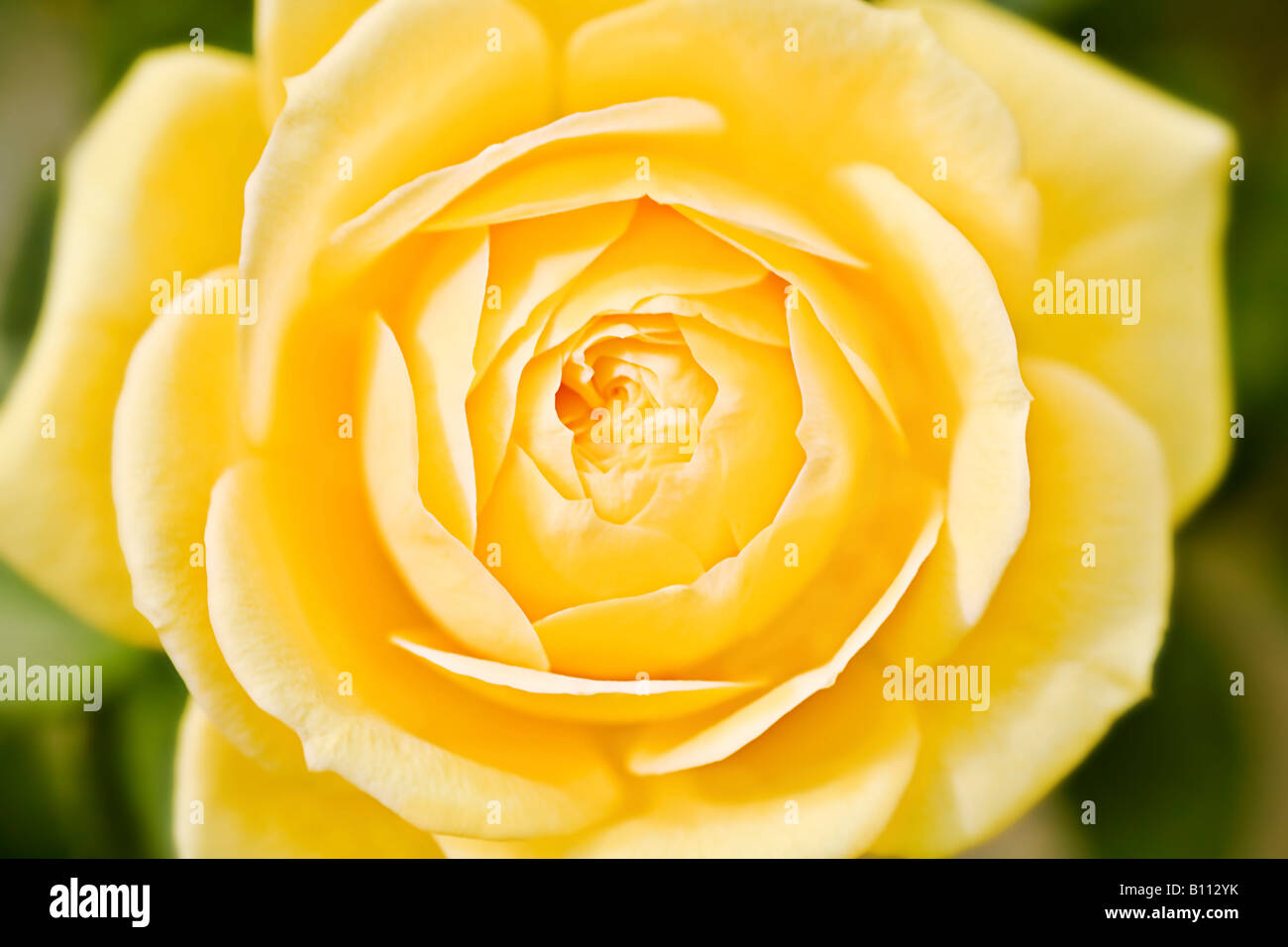 Yellowroses hi-res stock photography and images - Alamy