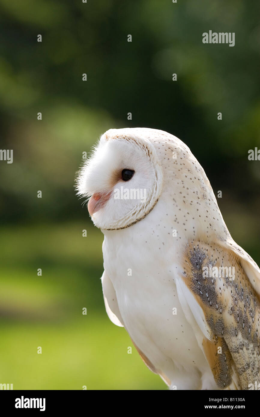 Bird of Prey - Barn Owl Stock Photo