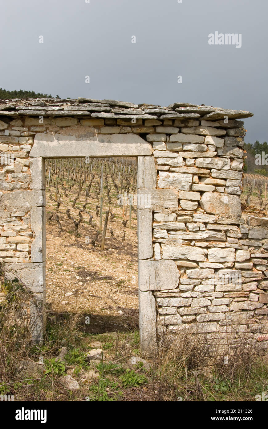Burgundy vineyard Stock Photo Alamy