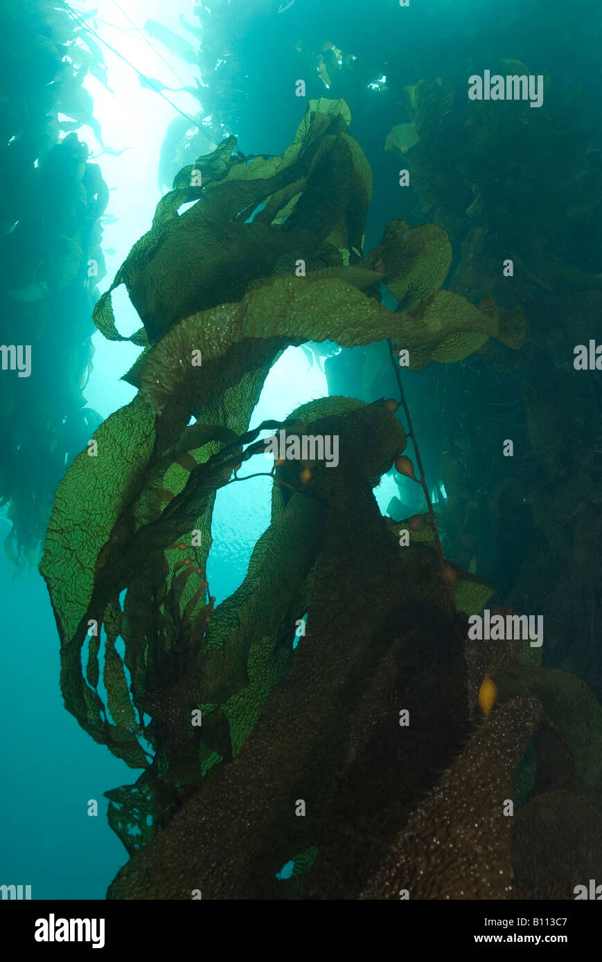 Kelpforest Tasmania Australia Stock Photo