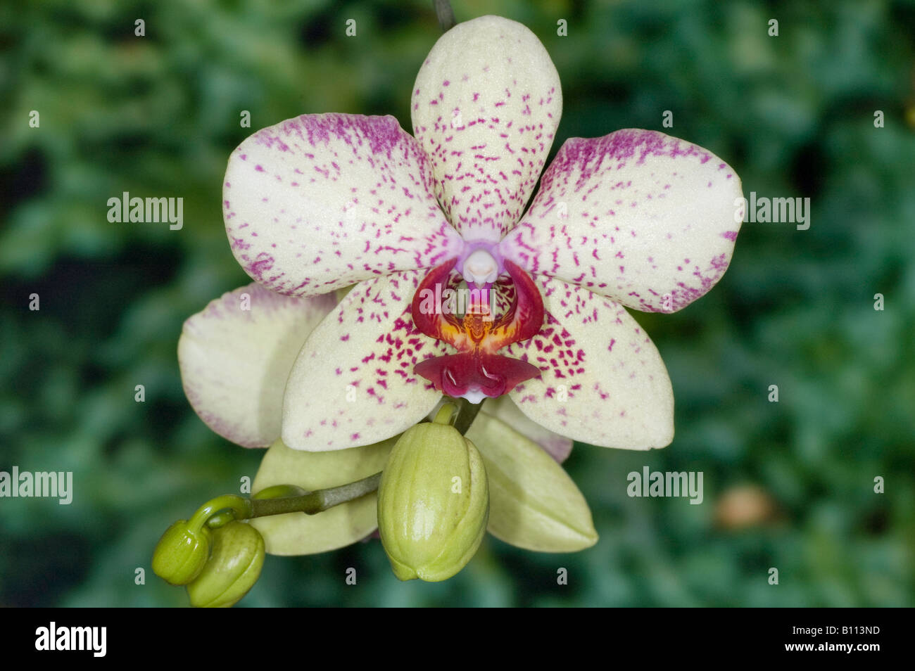 Strikingly coloured flower of a Phalaenopsis hybrid orchid Stock Photo