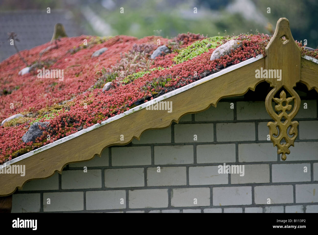 A sedum or 'living roof' on a pitched roof of a public toilet in Leverkusen, North Rhine-Westphalia, Germany. Stock Photo