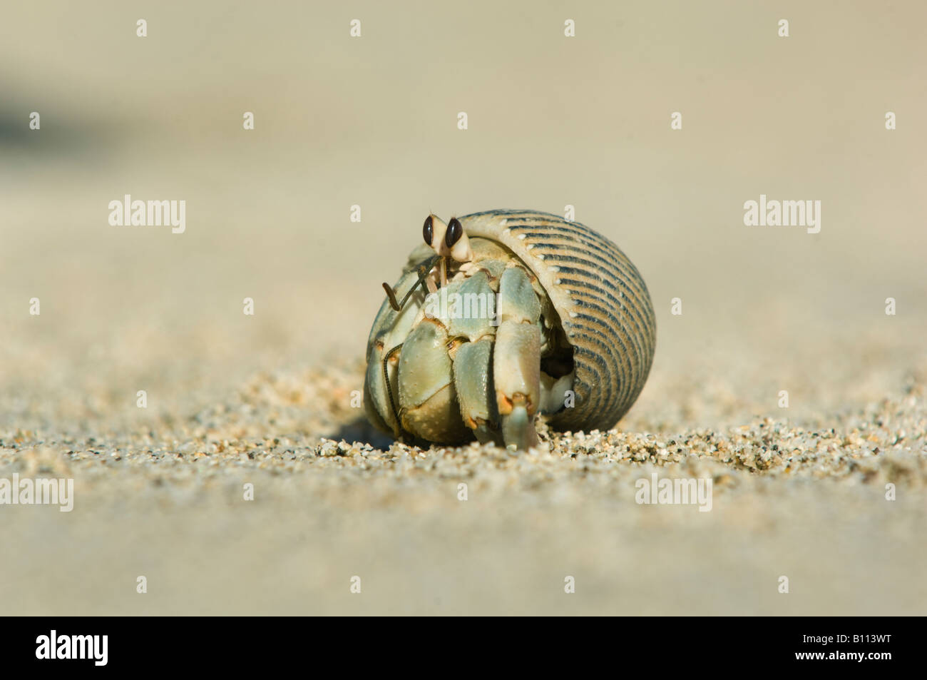 Hermit Crab High Resolution Stock Photography and Images - Alamy