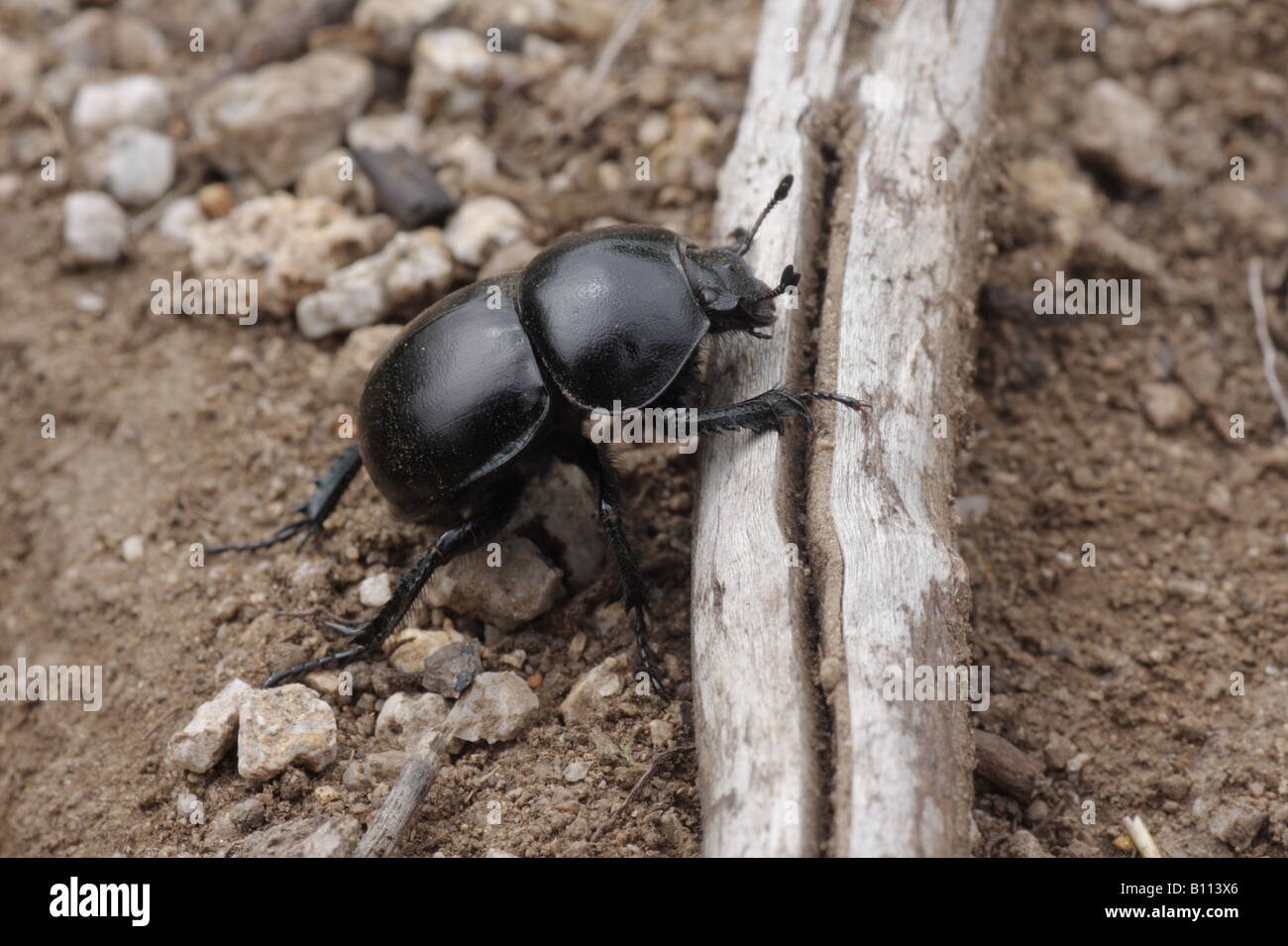Dor Beetle - Geotrupes species Stock Photo