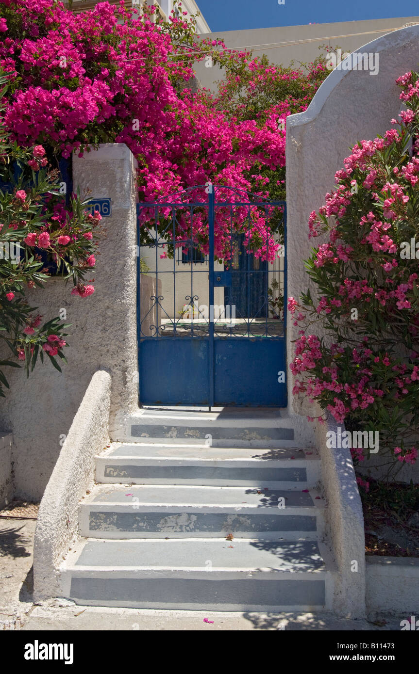 Bouganvilla High Resolution Stock Photography And Images Alamy