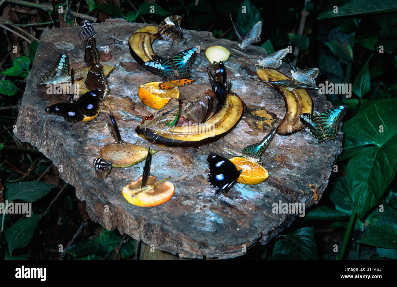 Butterflies feeding on ripe fruit at the Syon Park Butterfly House