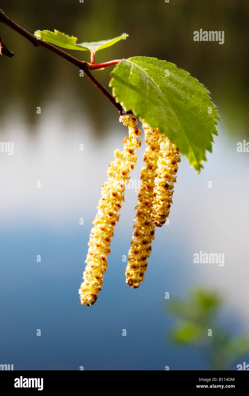 Birch (betula pubescens) catkins and leaves Stock Photo