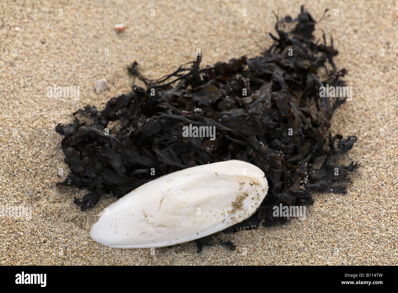 Remains of cuttlefish on pink sand of Tresco Isles of Scilly with Bladder Wrack seaweed UK Stock Photo
