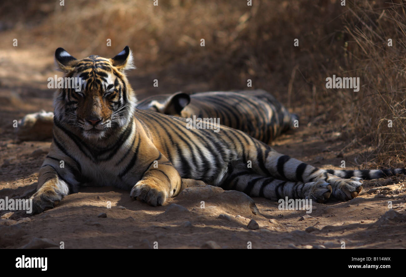 Resting Bengal Tigers,(Panthera Tigris) Stock Photo