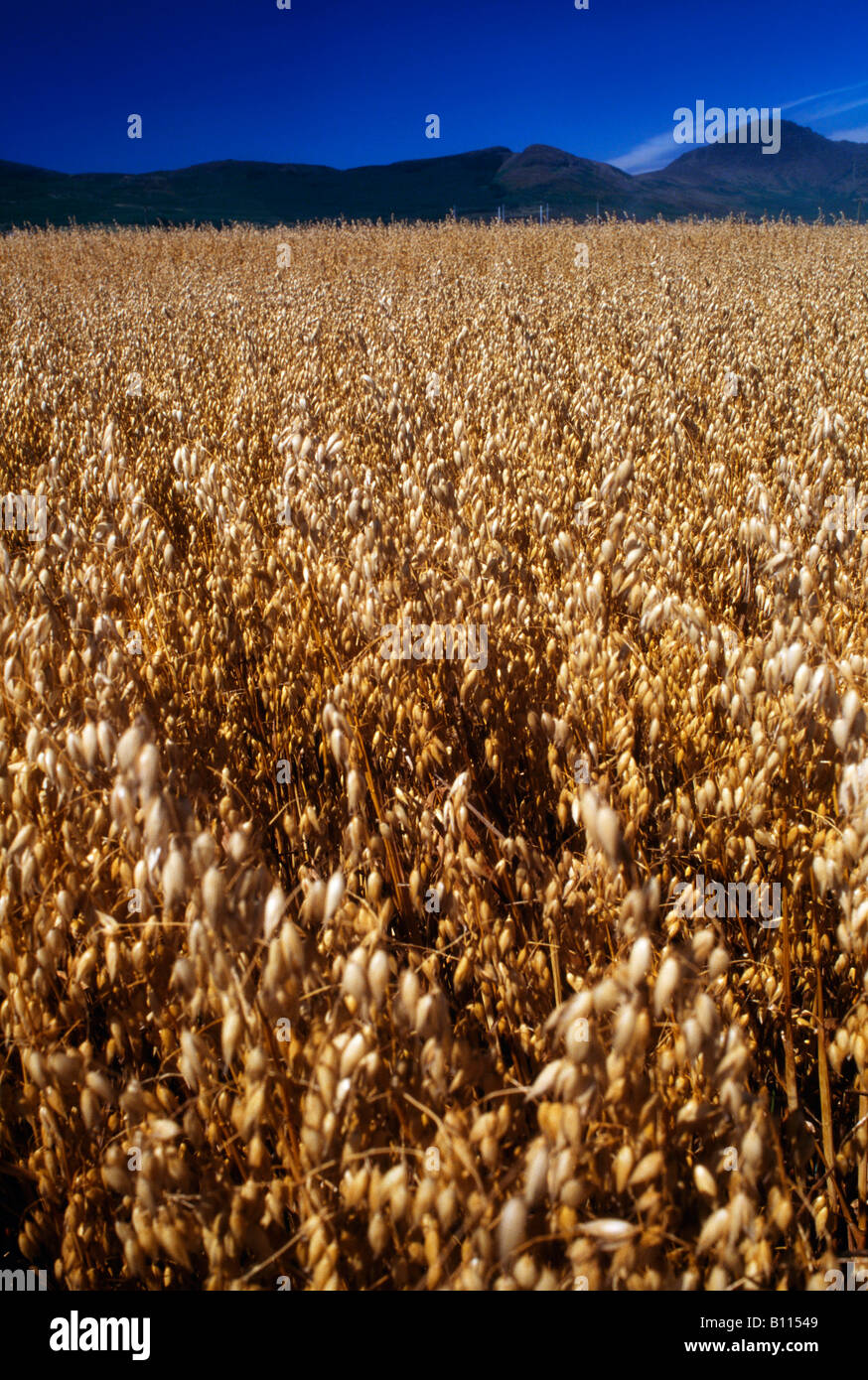 Irish grain crops Stock Photo Alamy