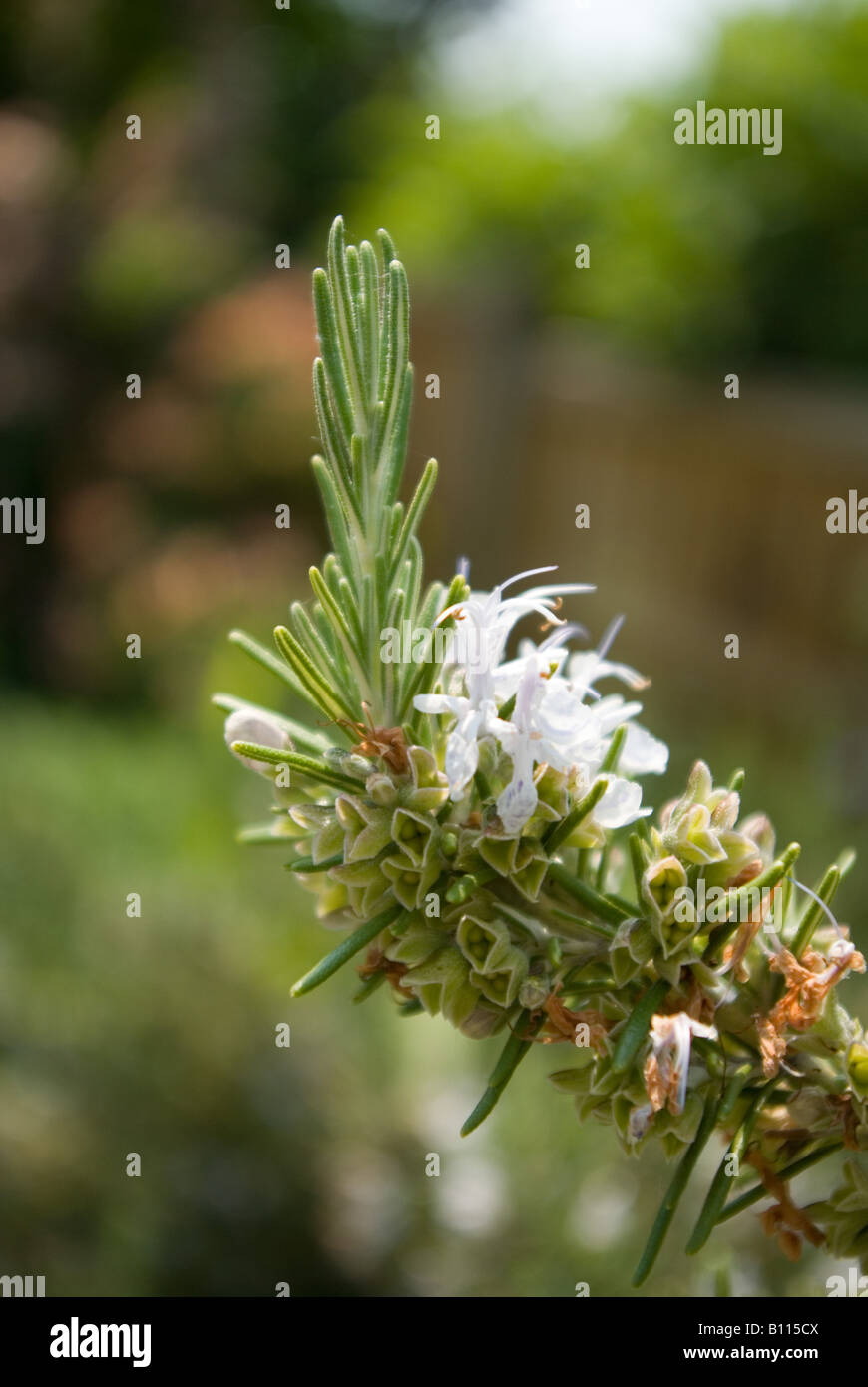 Rosemary flowering hires stock photography and images Alamy