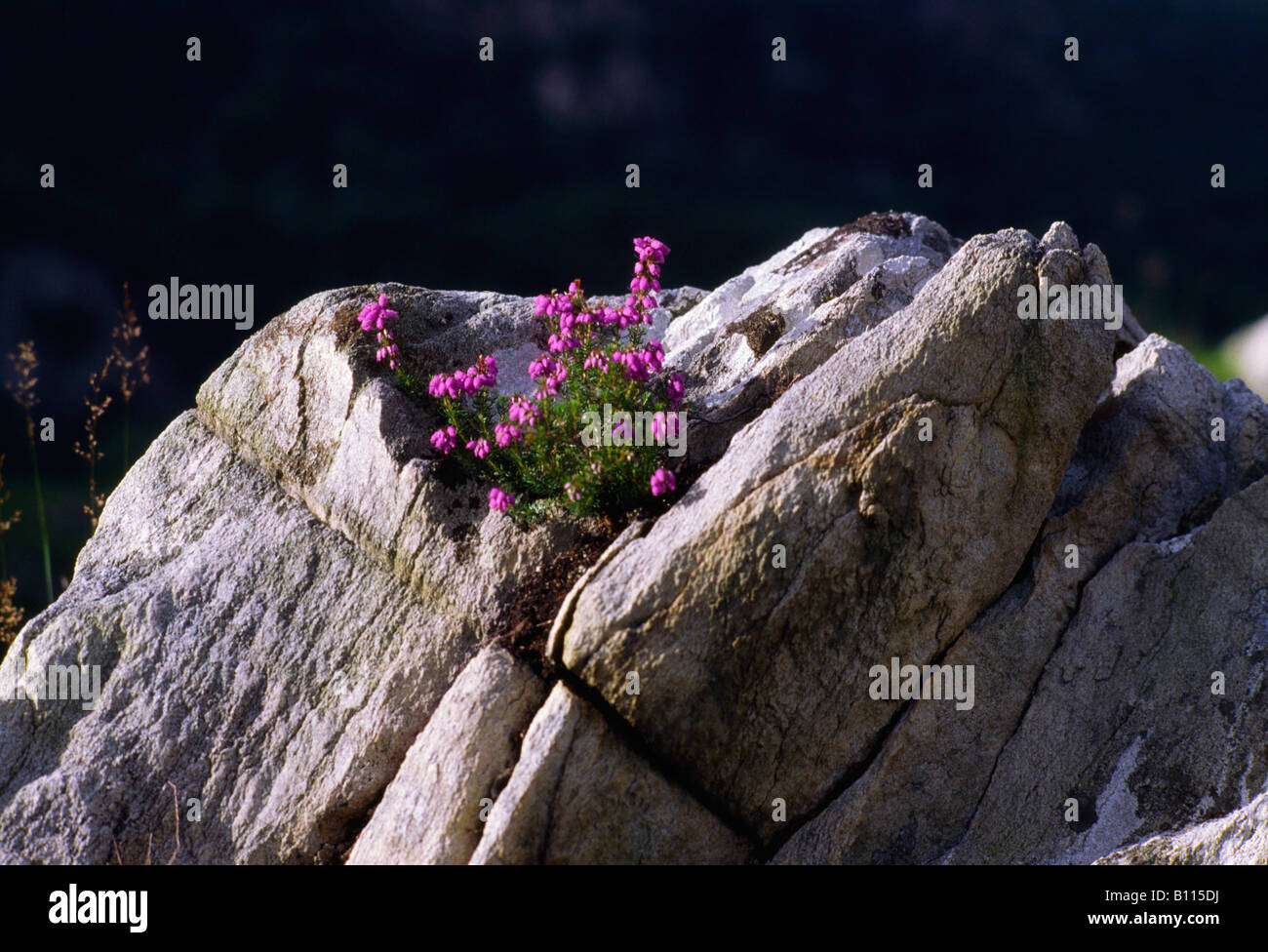 Wildflowers, Heather, Ireland Stock Photo Alamy