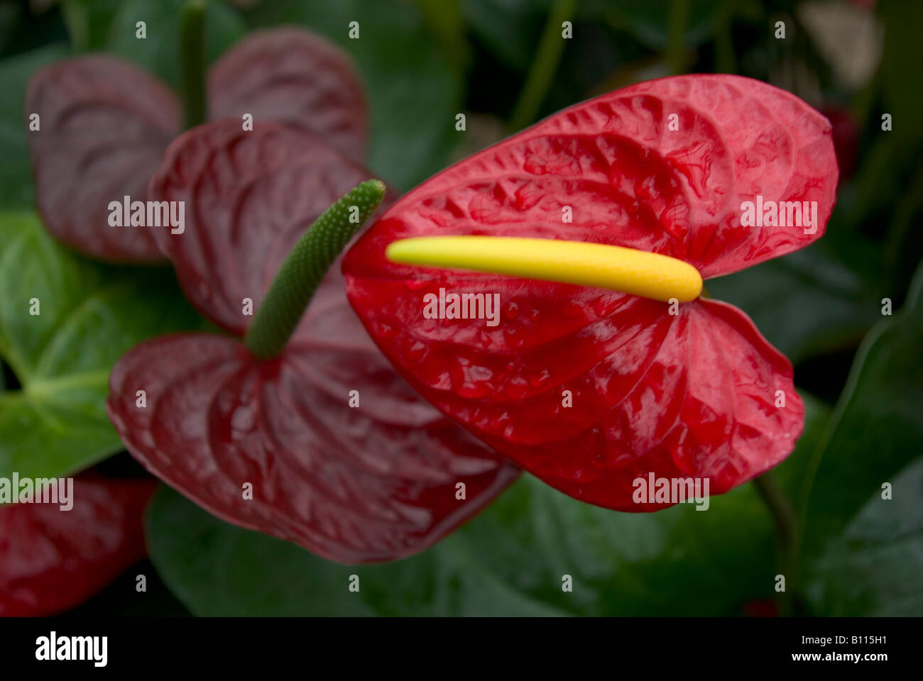 Red Anthurium Flower Stock Photo Alamy