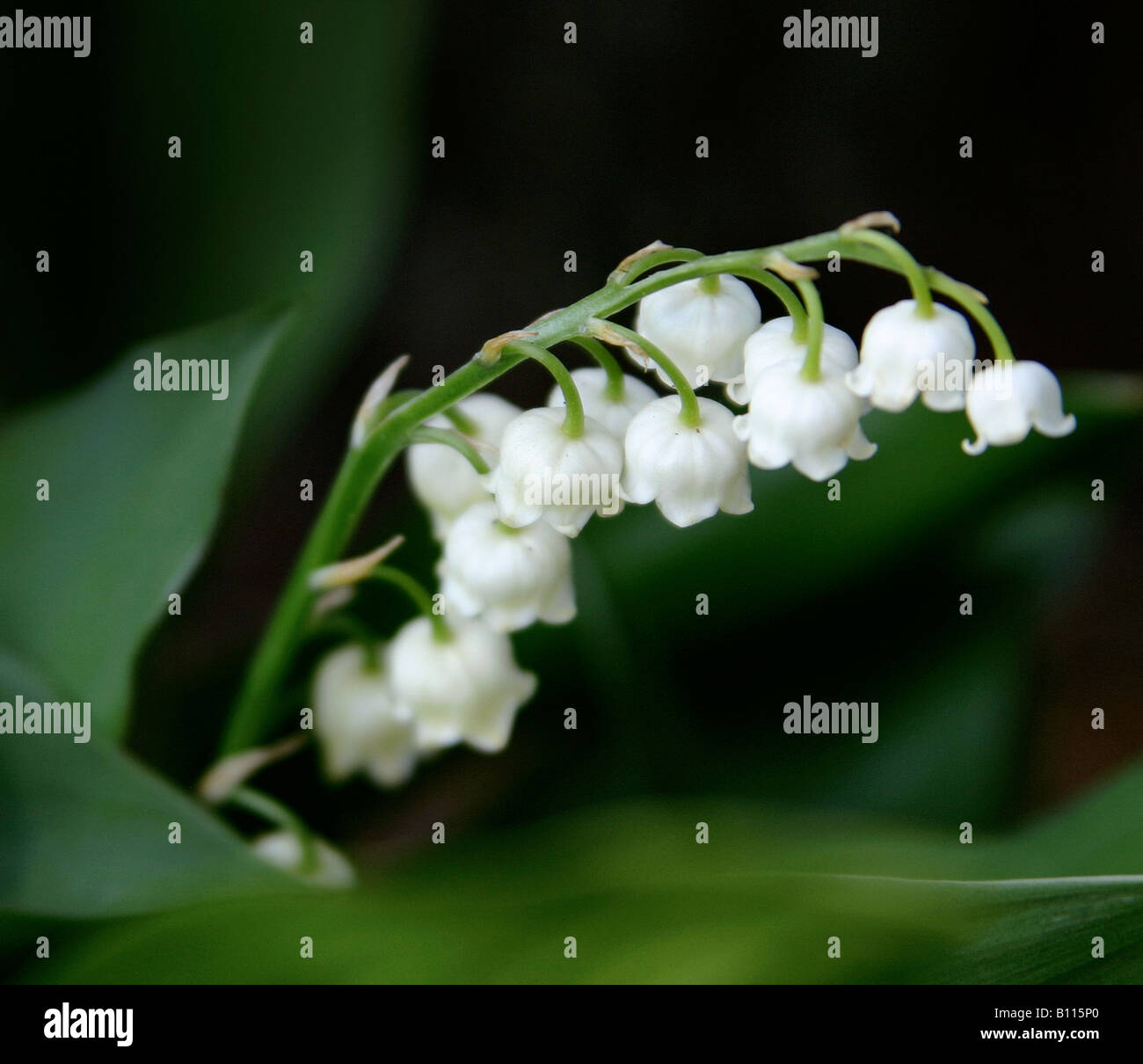 Lily of the valley, blooming in the spring Stock Photo - Alamy