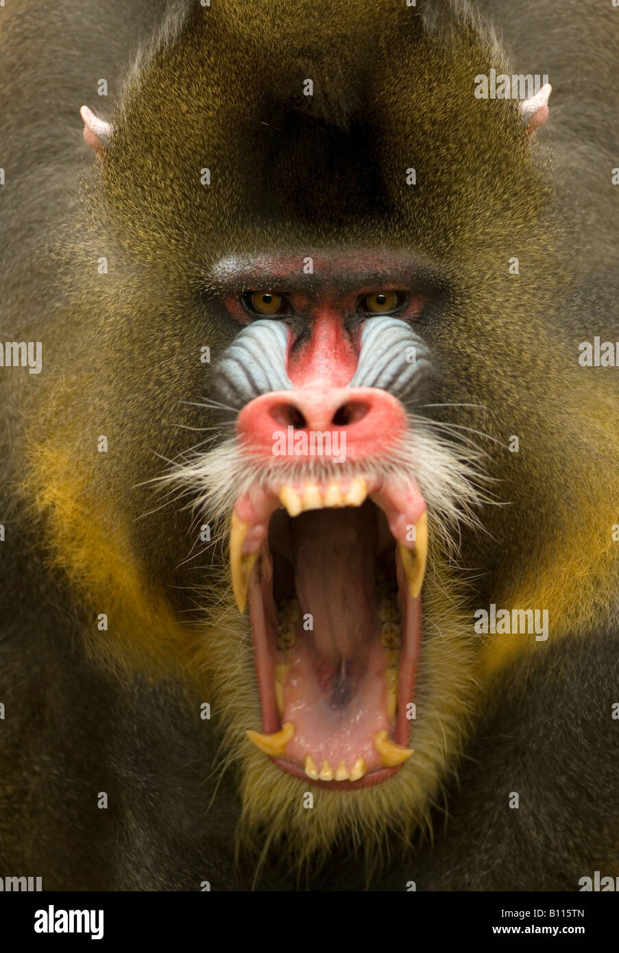 Mandrill Teeth High Resolution Stock Photography And Images Alamy Mandrill Teeth High Resolution Stock Photography And Images Alamy