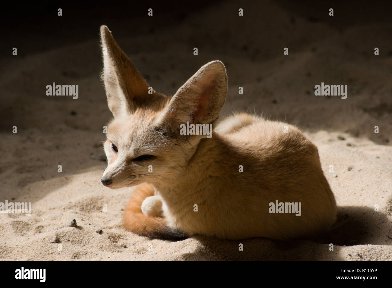 Миниатюрная лисичка обитающая в пустынях. Песчаная лисица фенек. Фенек. Лисички фенек в пустыни. Фенек животное.