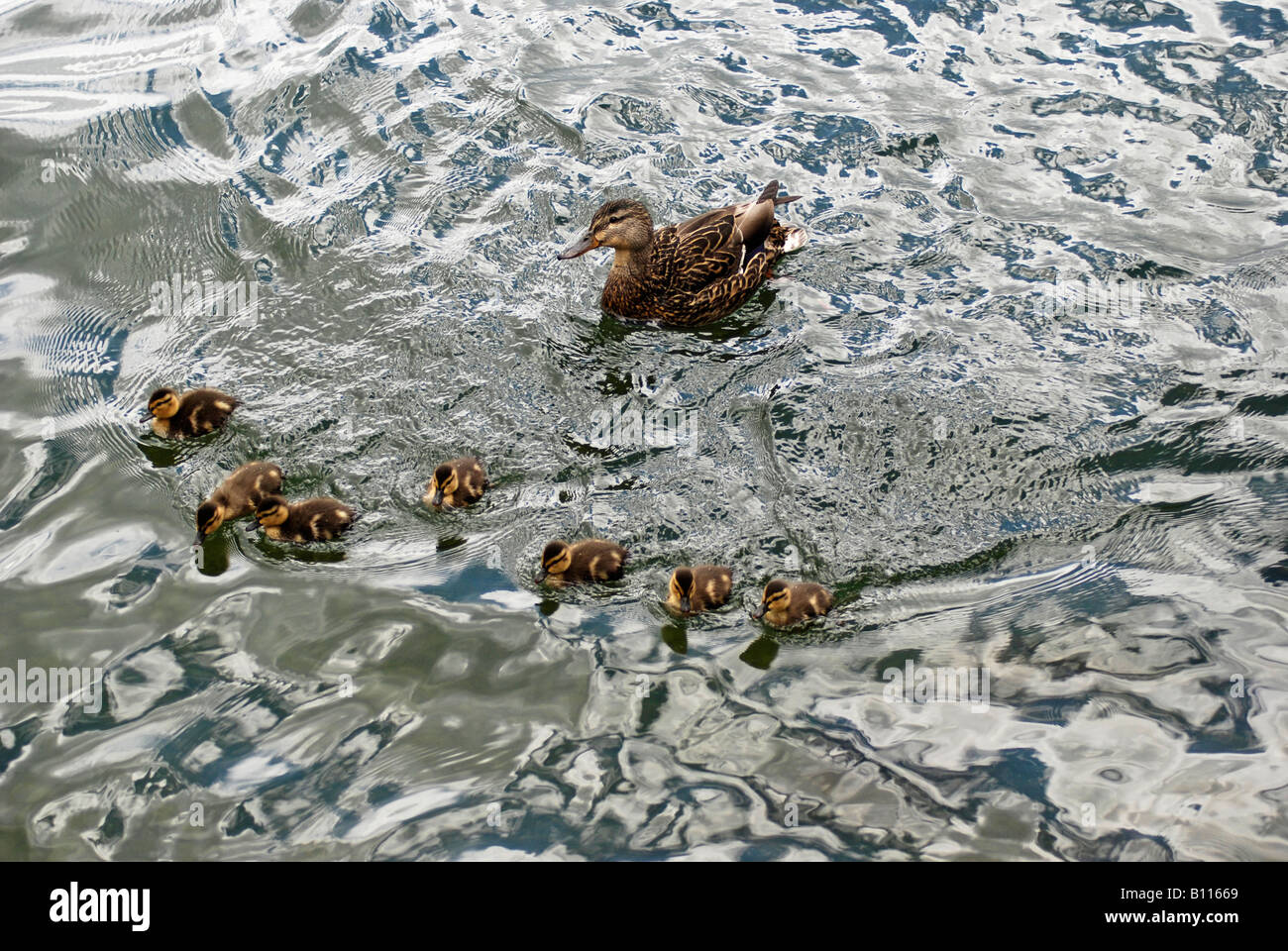 Mallard Duck with Ducklings on Clouds Reflected Lake Stock Photo