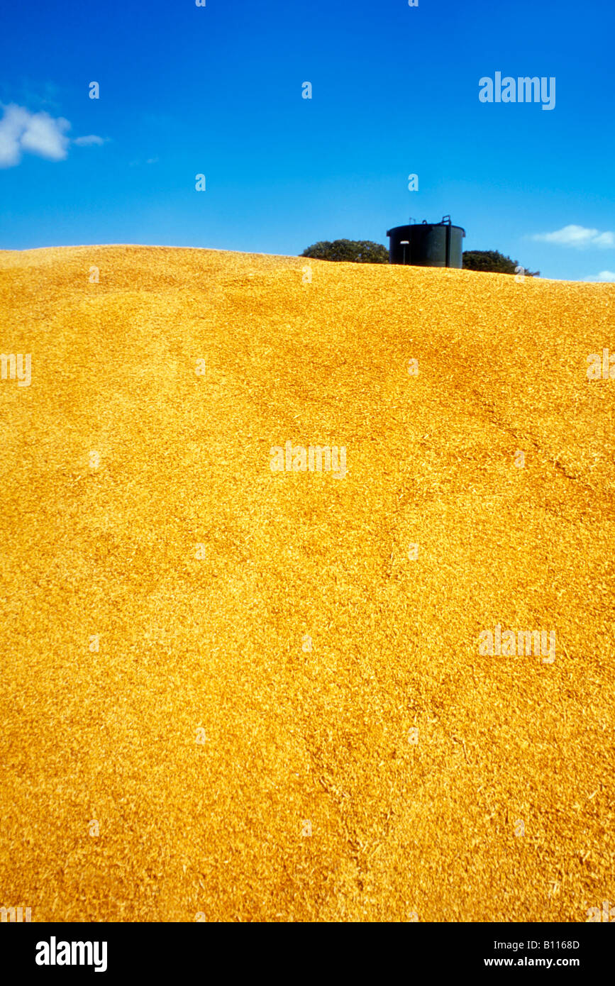 A mountain of barley grains Stock Photo