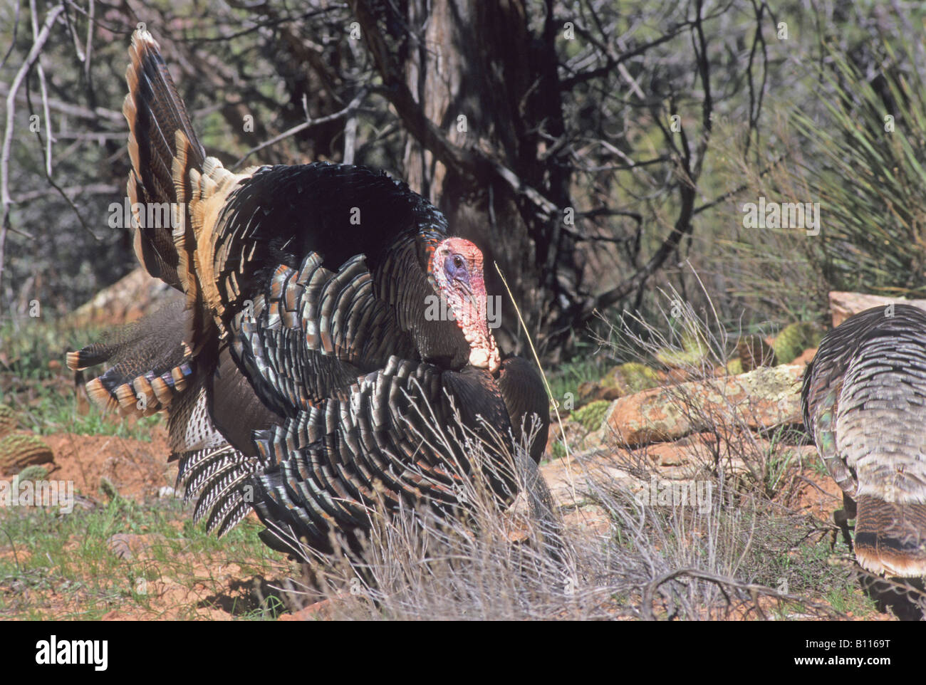 Stock photo of a turkey in breeding display, southern Utah Stock Photo