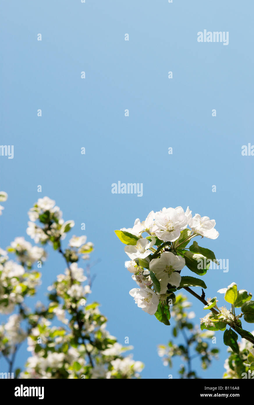Blooming apple tree (malus domestica) Stock Photo
