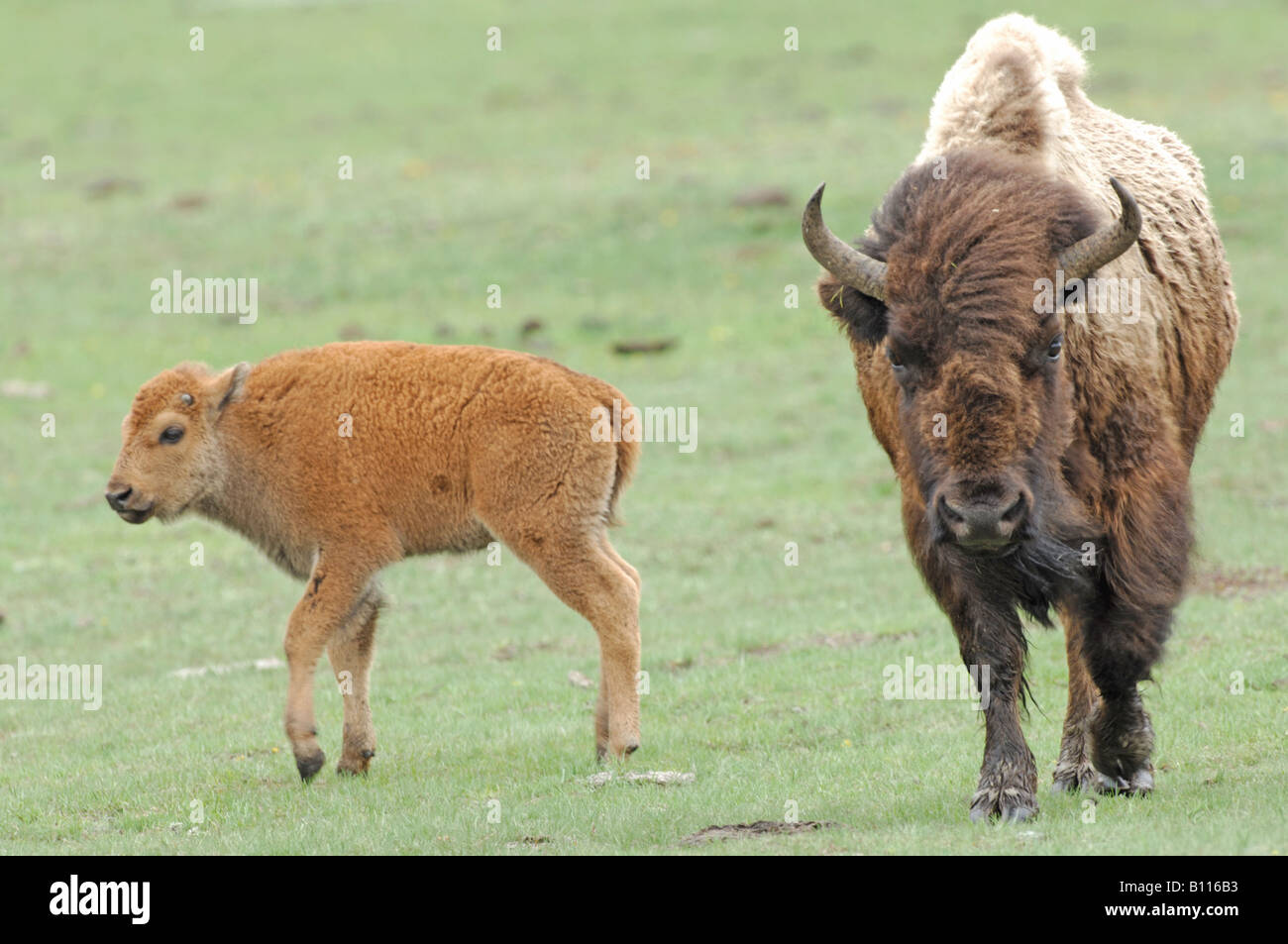 Stock photo of a bison cow and calf walking across a meadow ...