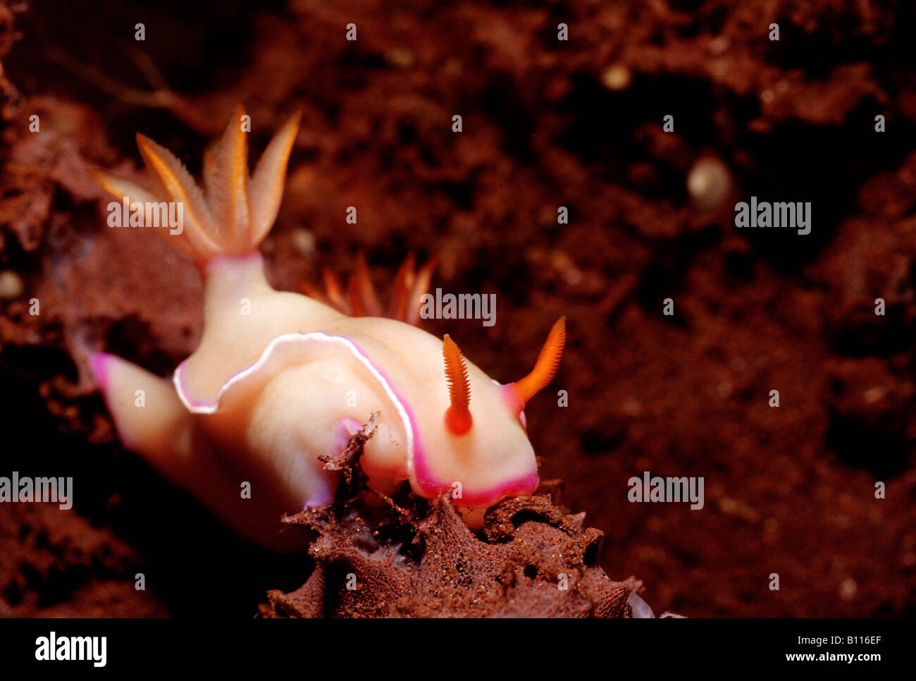 Sea Slug Hypselodoris bullockii Bali Indian Ocean Indonesia Stock Photo