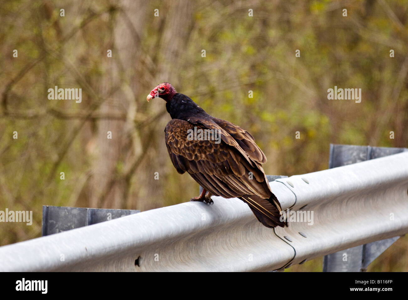 Turkey Vulture on roadside guardrail Stock Photo Alamy