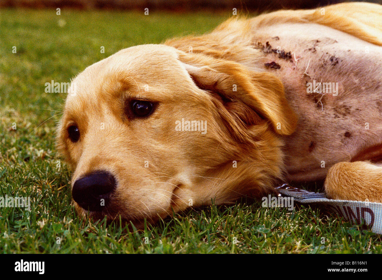 Injured dog golden retriever with stitches on wound Stock Photo Alamy