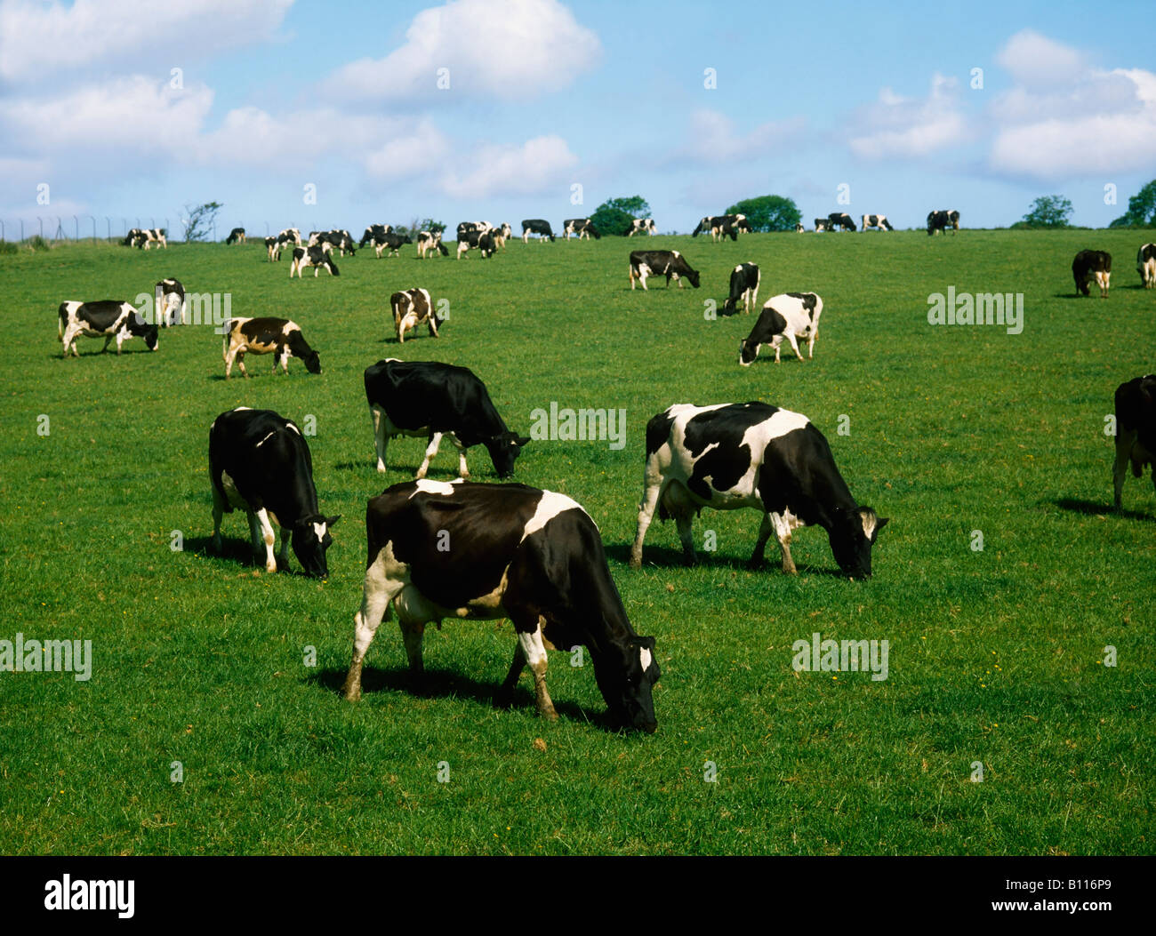 Ireland, Dairy cattle Stock Photo Alamy